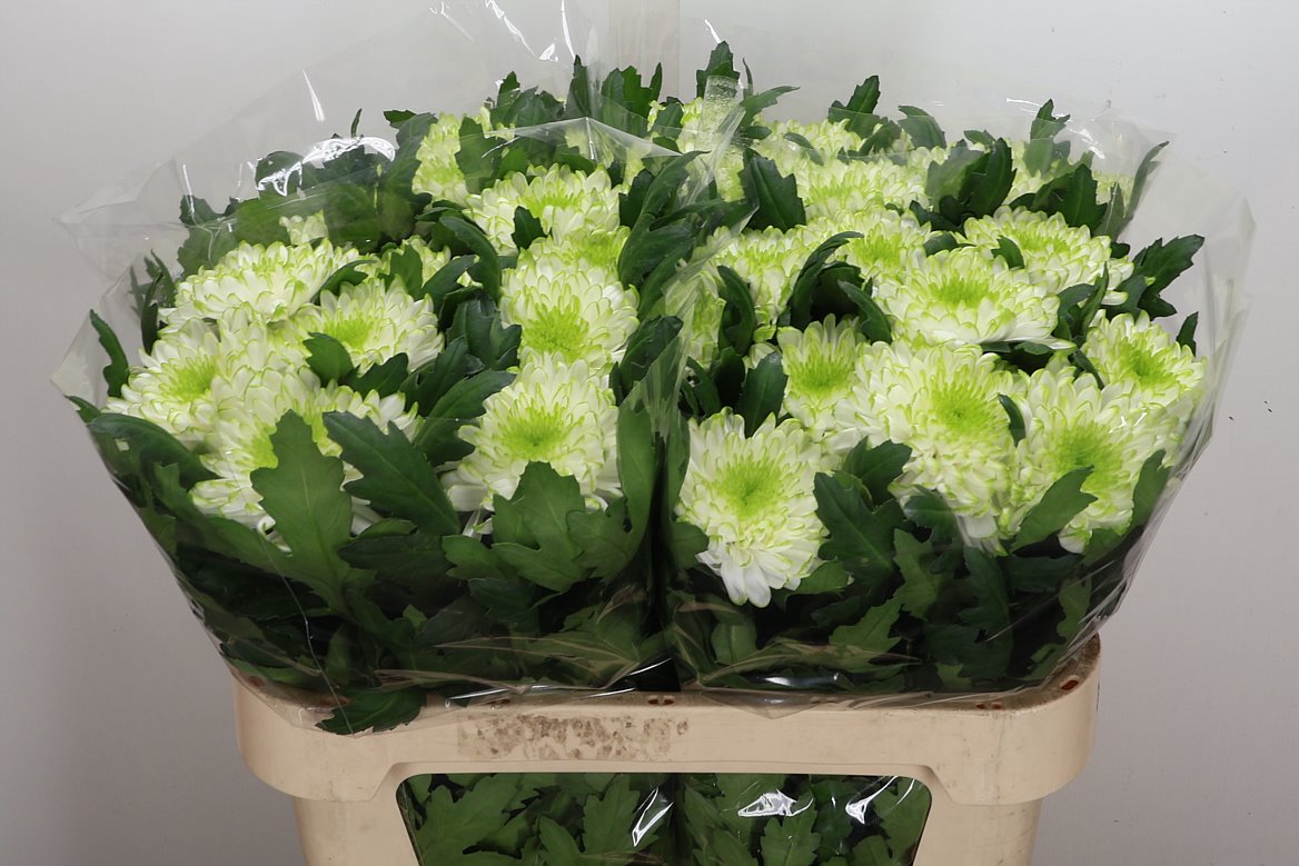 Chrysanth Single Zembla Lime 70cm 95gr.