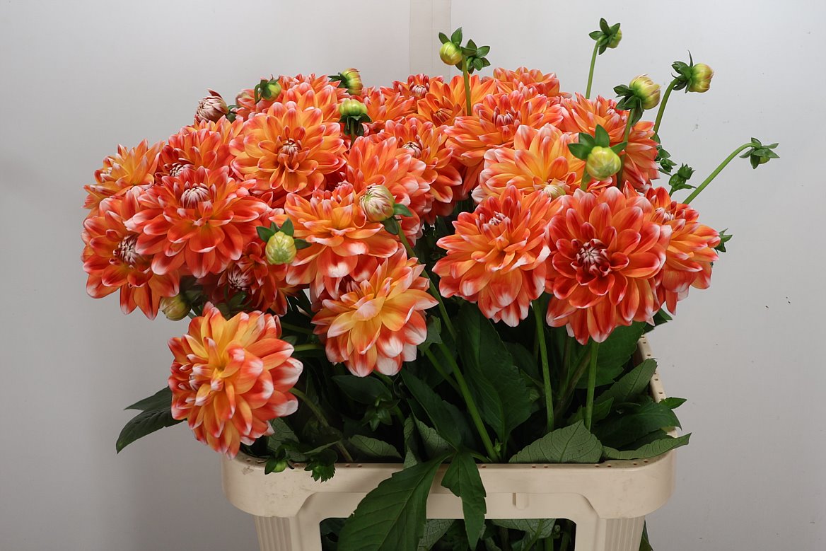 Dahlia Hapet Harmony 80cm