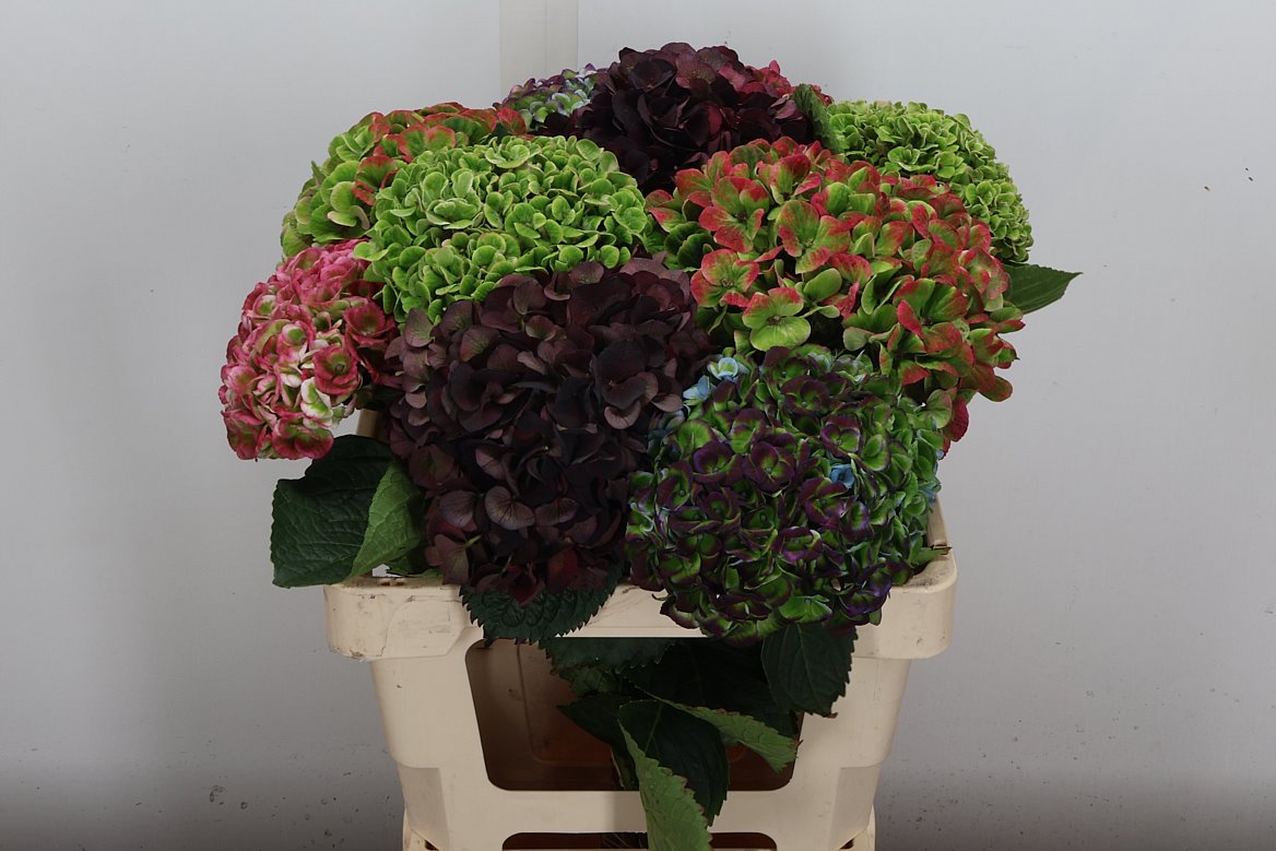 Hydrangea Coral Classic 60cm 14-16cm Hd