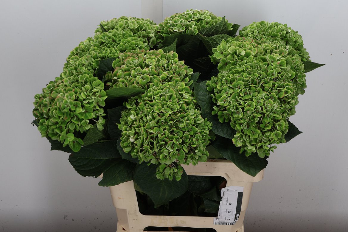 Hydrangea Coral Classic 60cm 13-15cm Hd