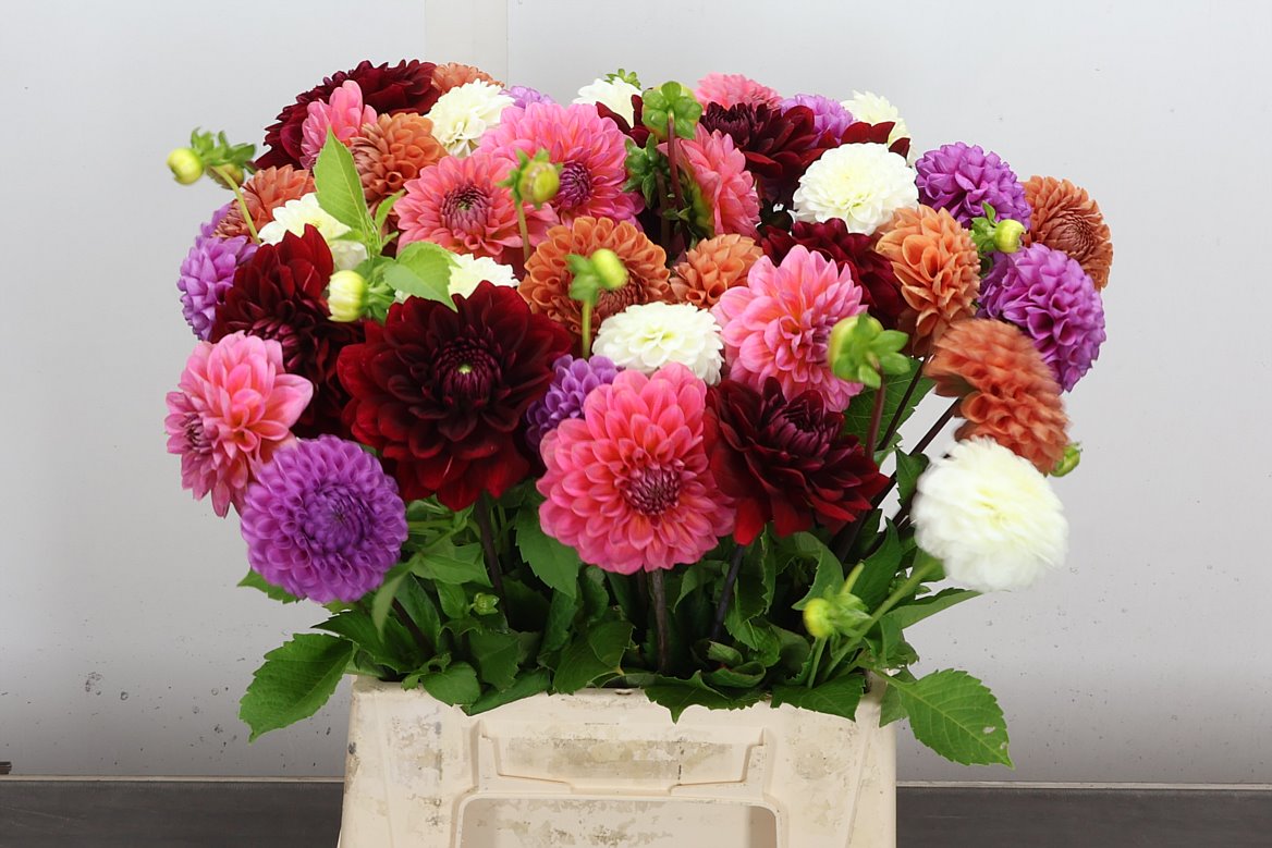 Dahlia Mix 50cm