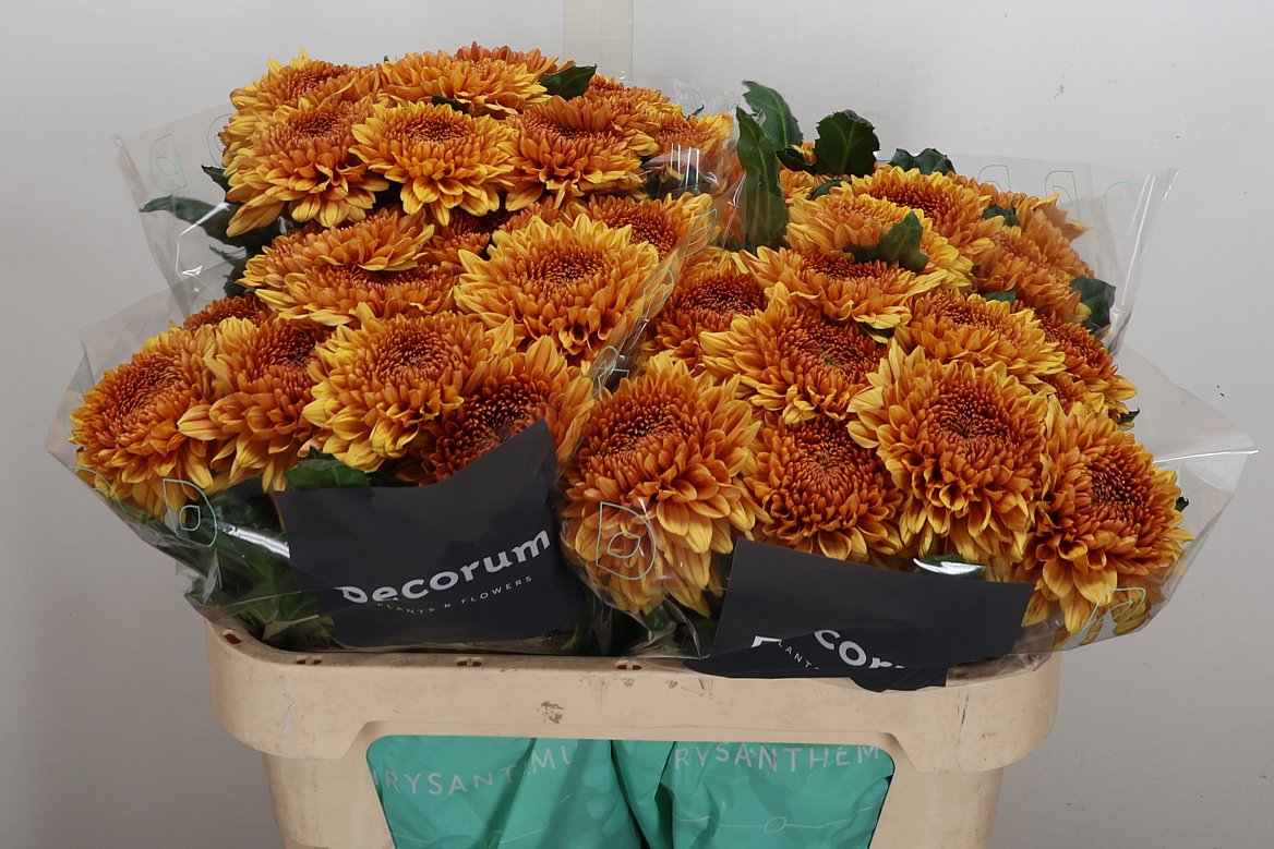 Chrysanht Single Jackfruit 70cm 110gr.
