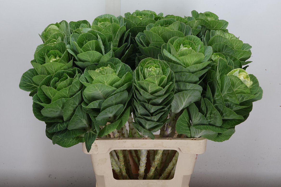 Brassica White Crane 65cm