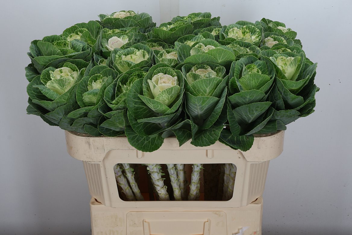 Brassica White Crane 70cm