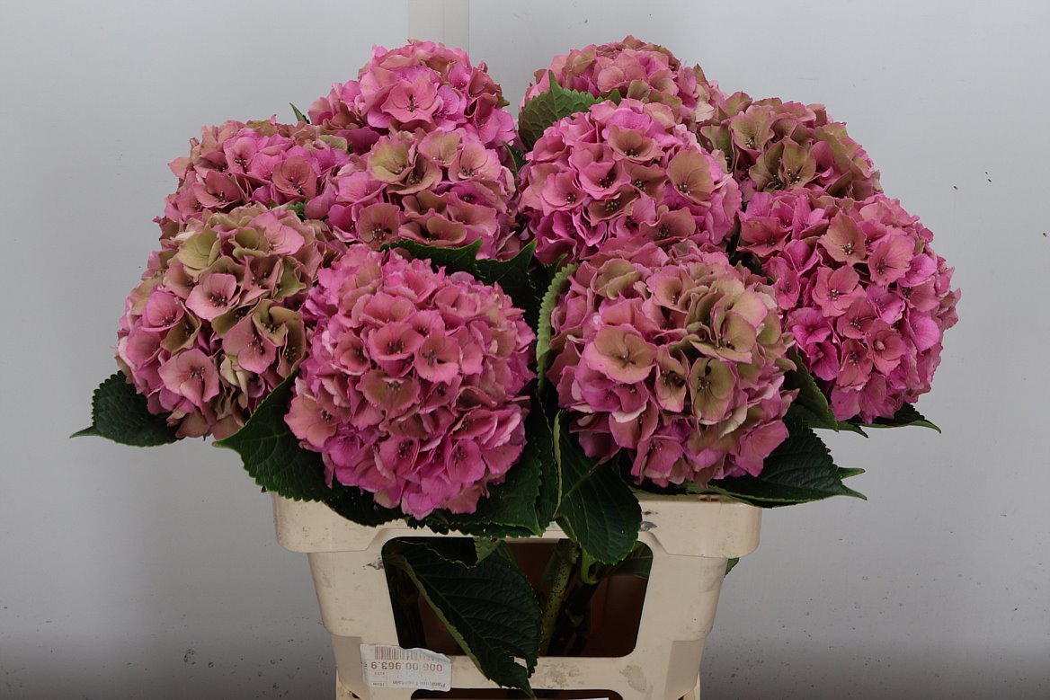 Hydrangea Royal Palace Classic 60cm 13-15cm Hd