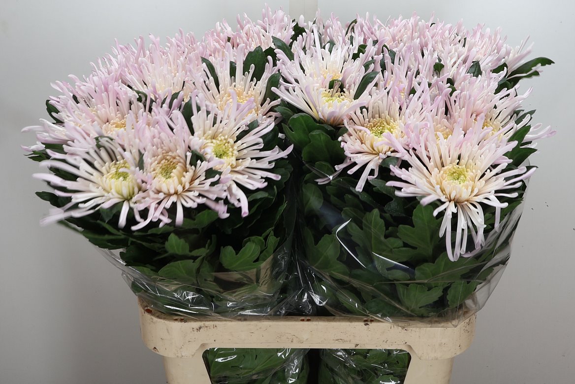 Chrysanth Single Spider Spivio 80cm 110gr.