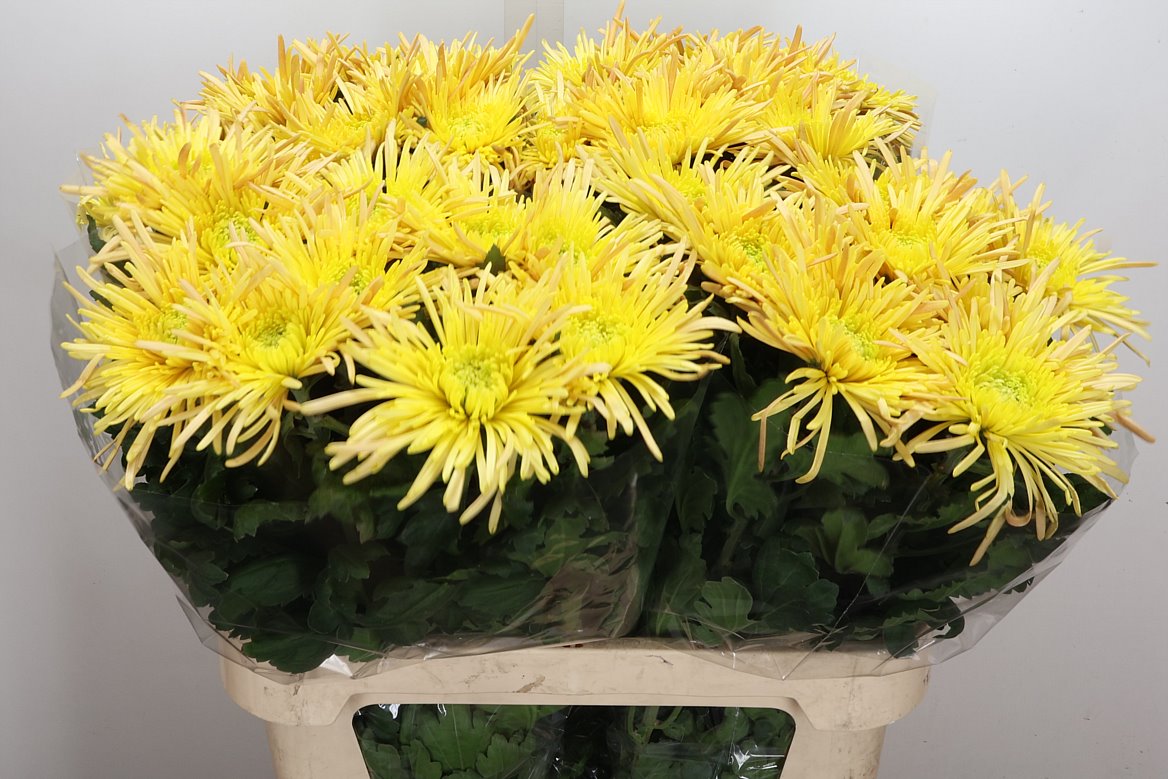 Chrysanth Single Spider Cuivre 80cm 90gr.
