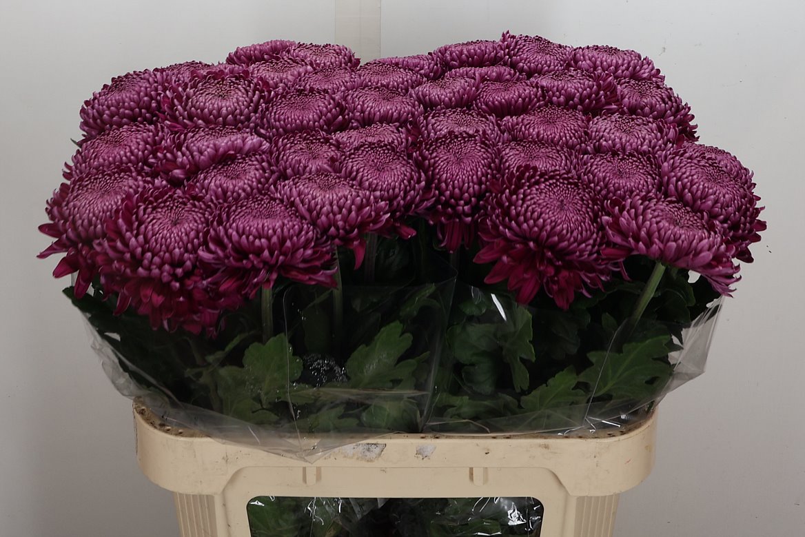 Chrysanth Single Regalmist Purper 75cm 100gr.