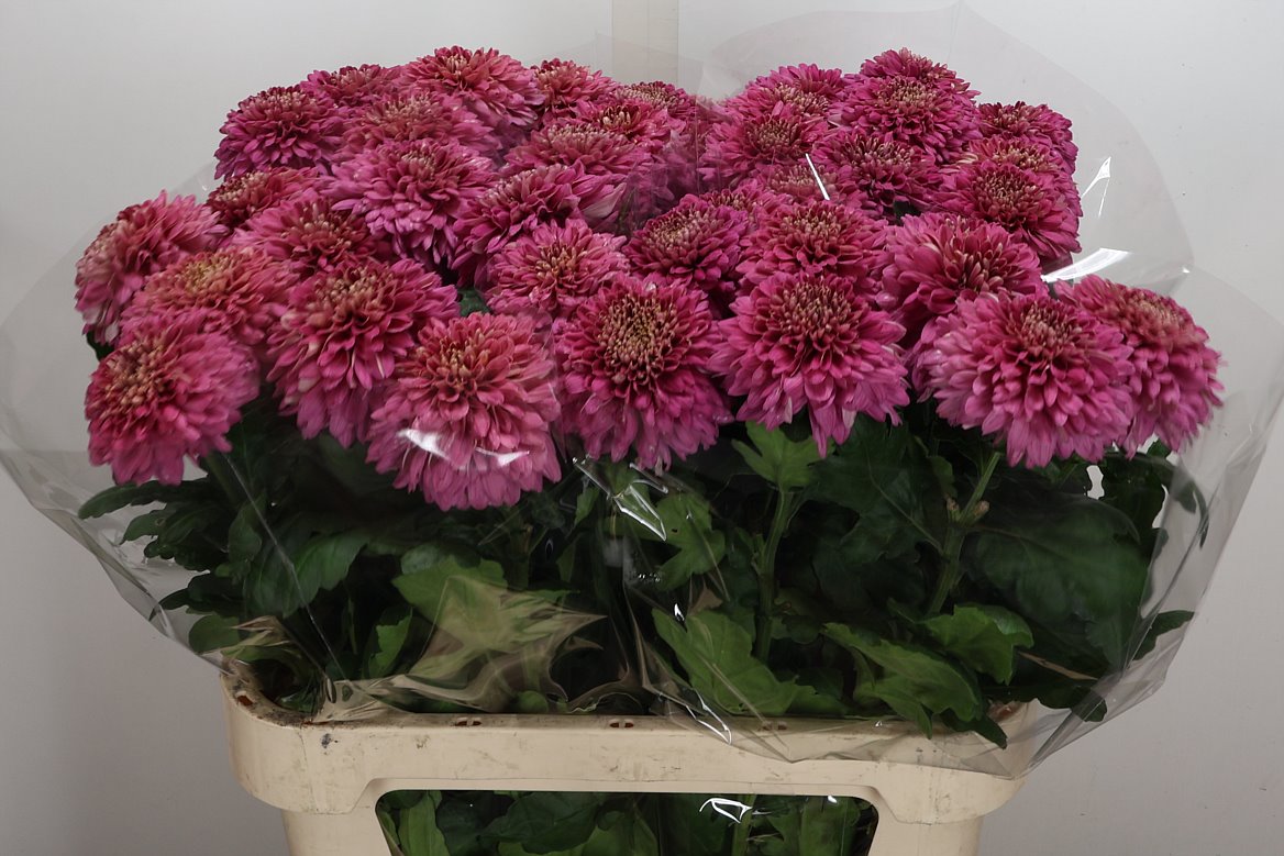 Chrysanth Single Marielle Purple 80cm 110gr.