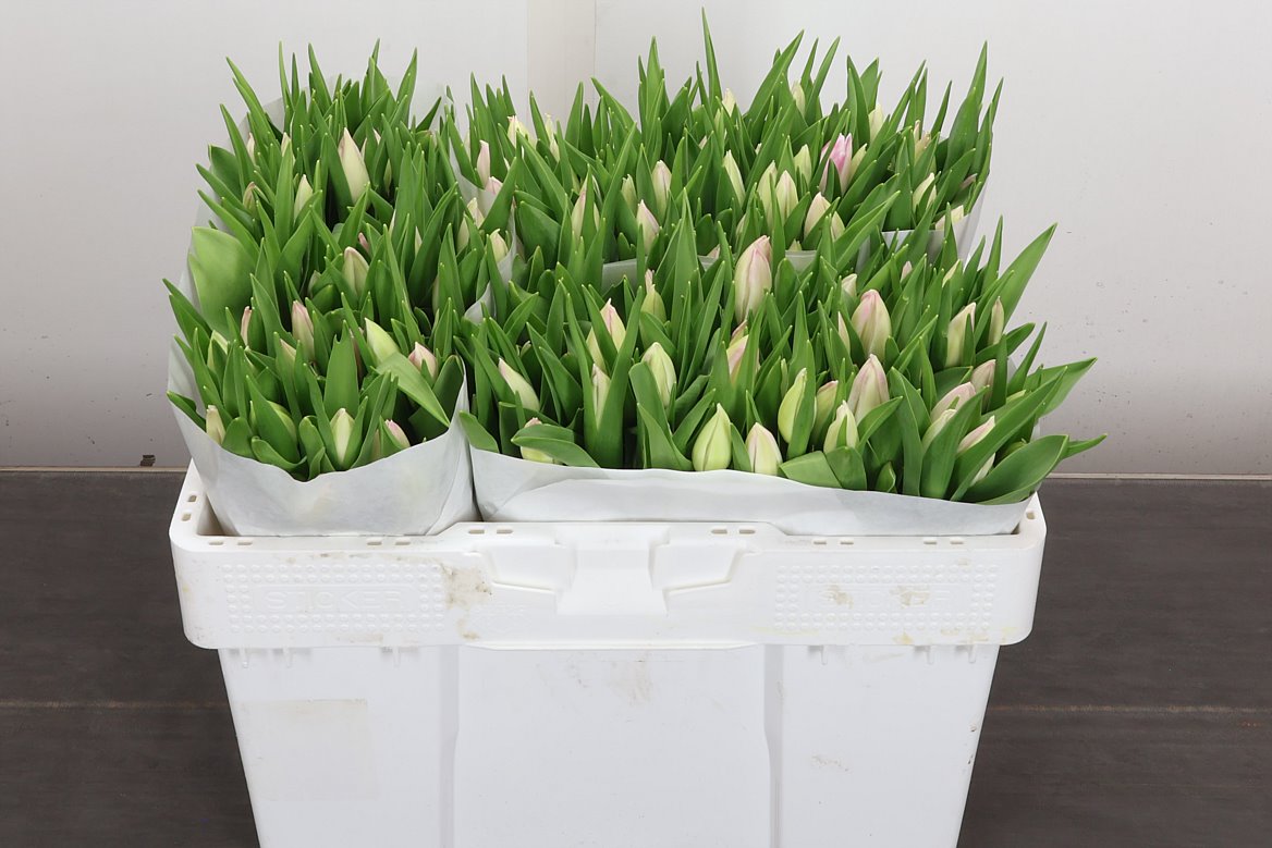 Tulip Single First Class 30cm 28gr.