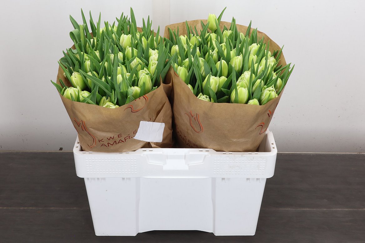Tulip Double Avant Garde 35cm 35gr.