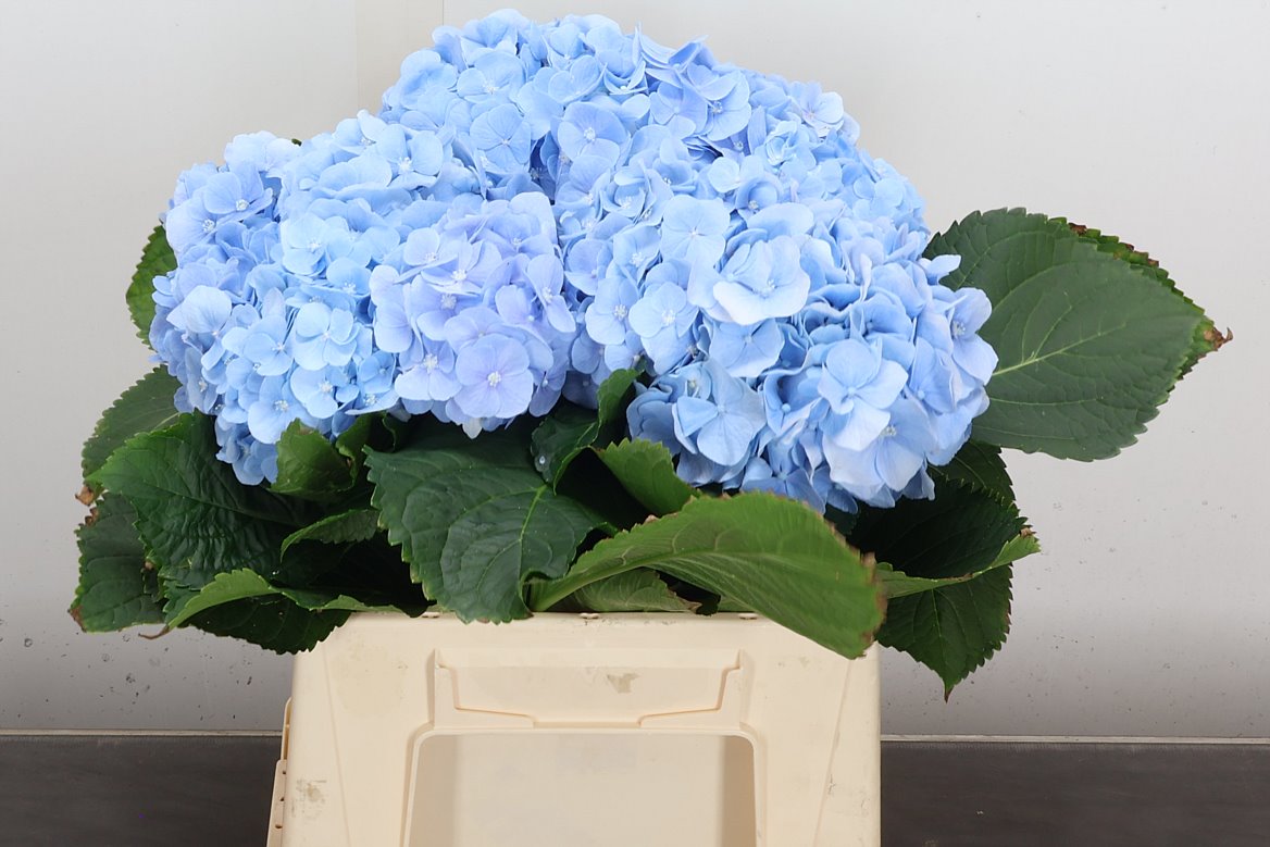 Hydrangea Verena Blue 40cm 13-15cm Hd
