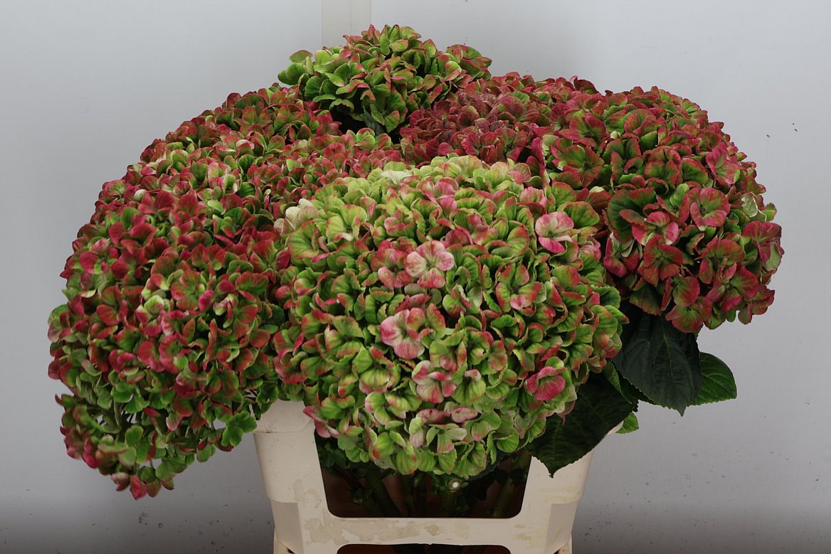 Hydrangea Coral Classic 60cm 16-18cm Hd