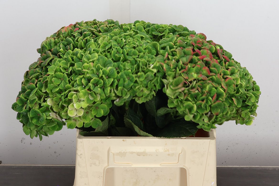Hydrangea Coral Classic 40cm 14-16cm Hd