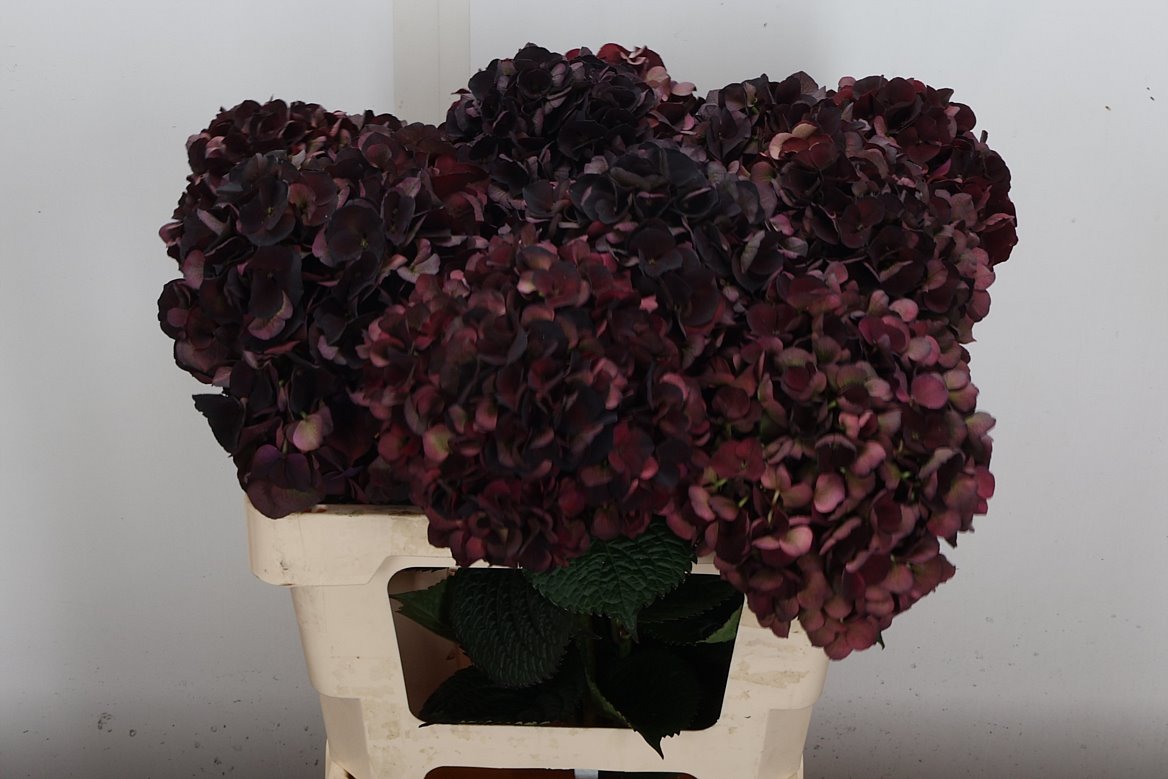 Hydrangea Dark Ruby Classic 55cm 13-15cm Hd