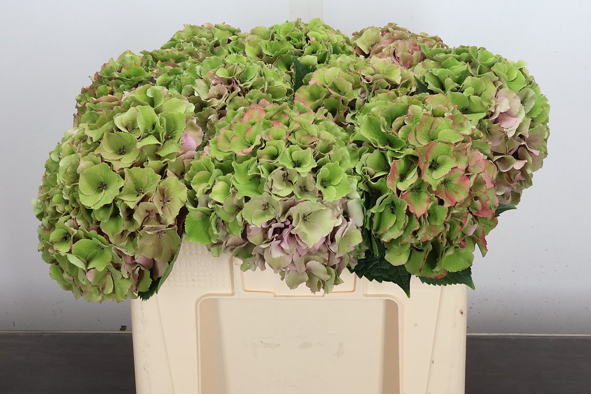 Hydrangea Royal Palace Classic 50cm 17-19cm Hd