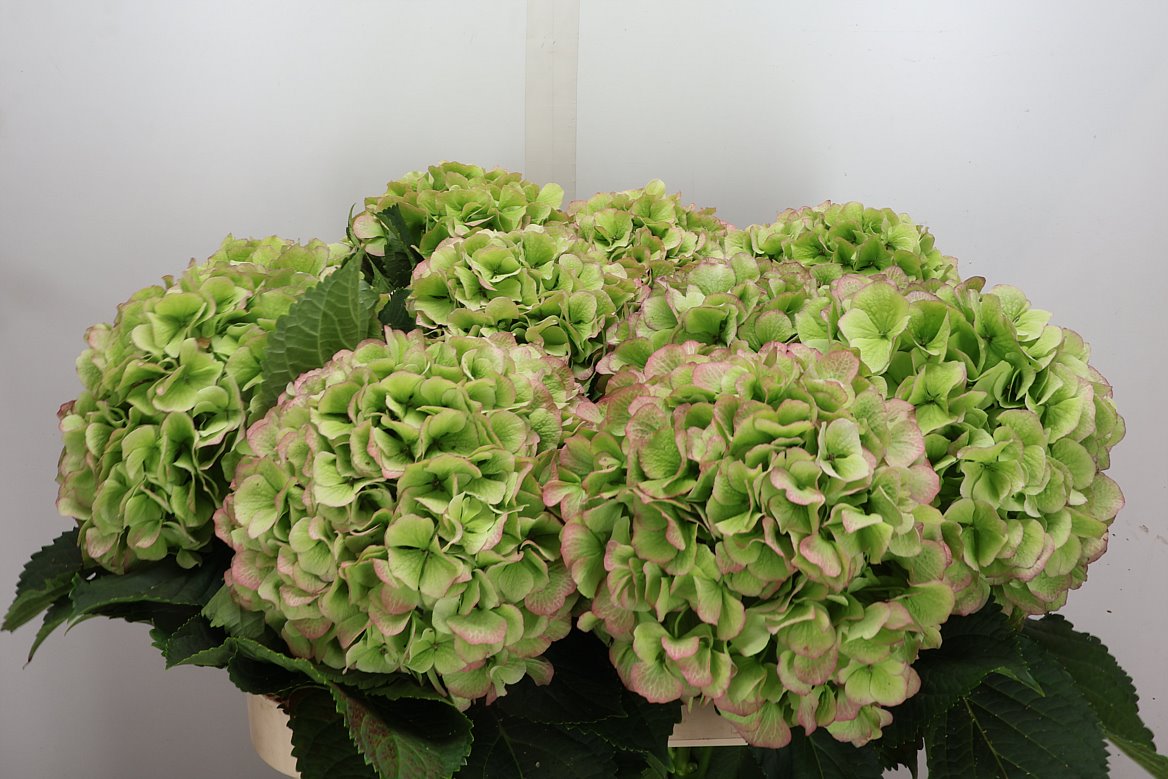 Hydrangea White Verena Classic 80cm 22-24cm Hd