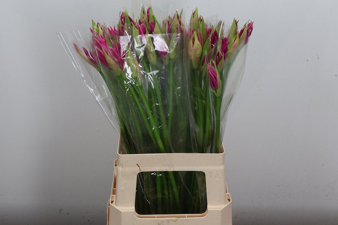 Nerine Favourite 60cm