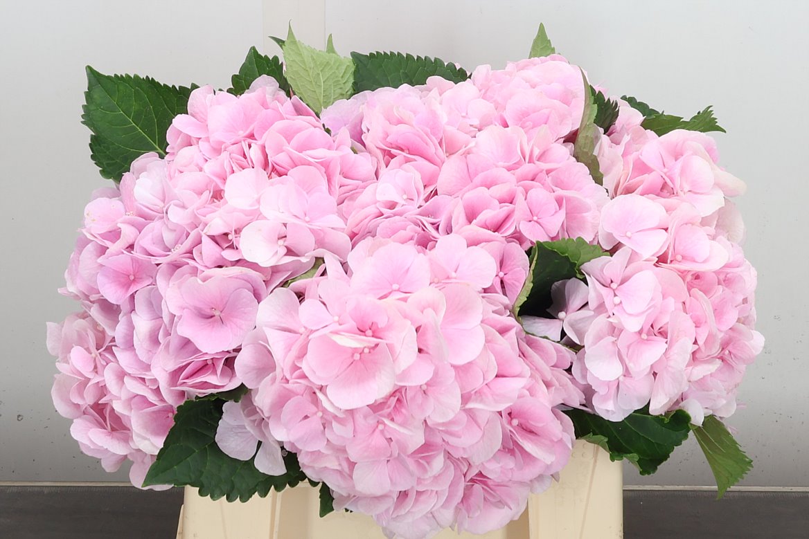 Hydrangea Verena 40cm 16-18cm Hd