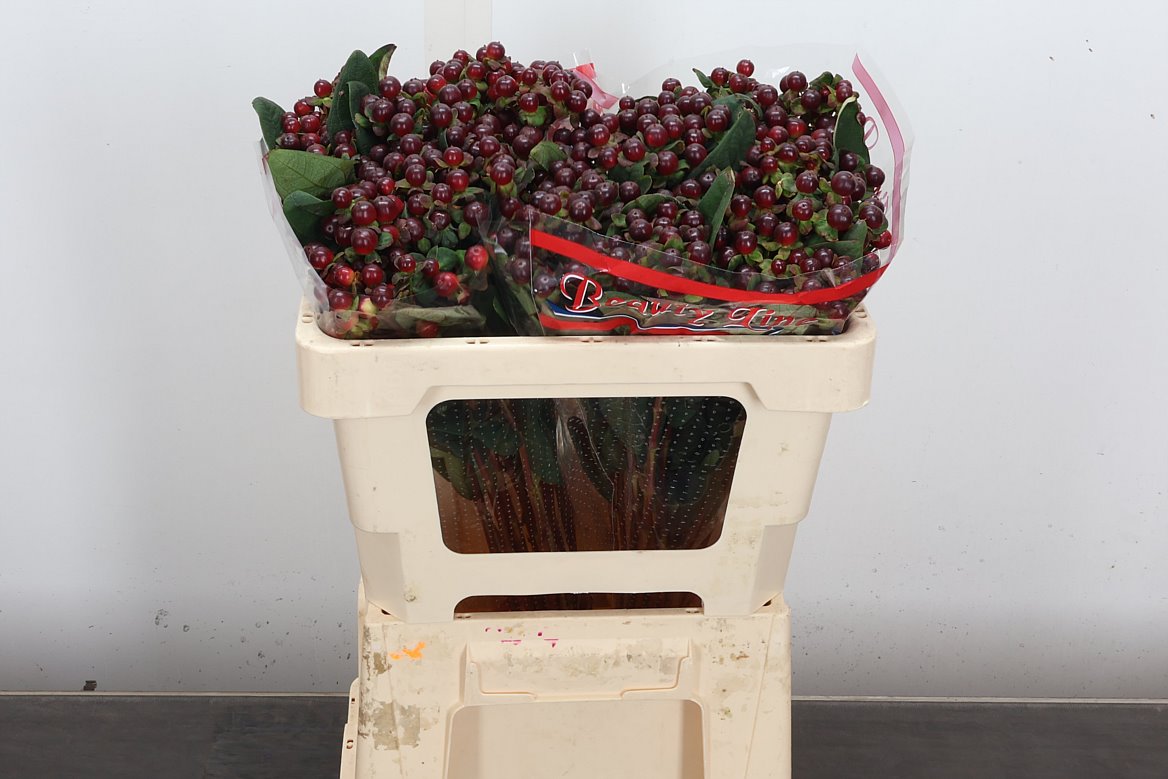 Hypericum Globo Burgundy 50cm