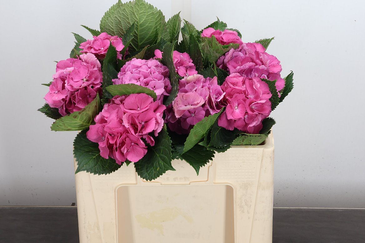 Hydrangea Elbtal Pink 50cm 12-14cm Hd