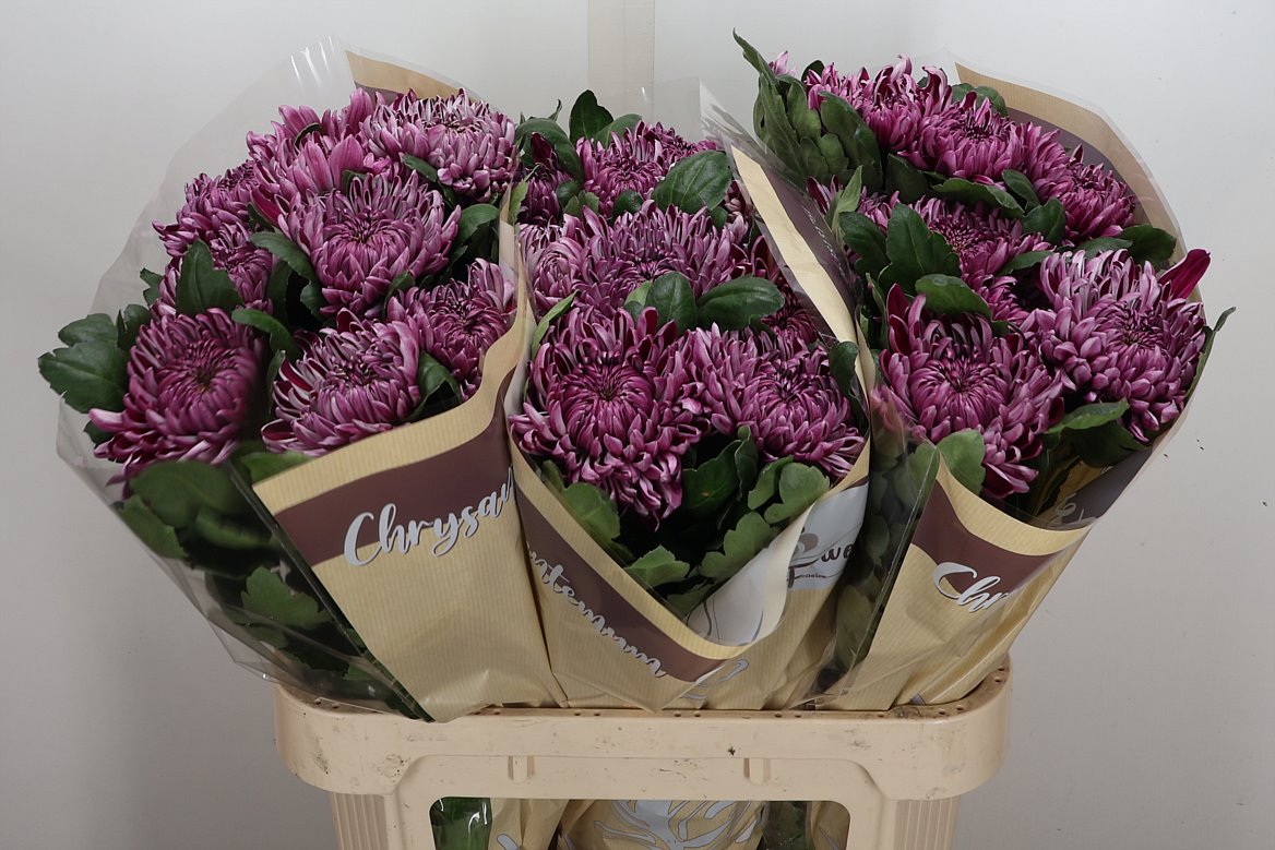 Chrysanth Single Gilbert Leagh Purple 80cm 125gr.