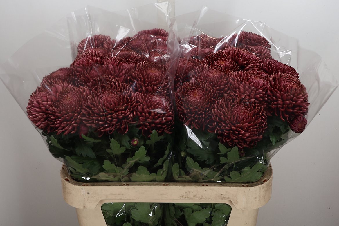 Chrysanth Single Bigoudi Red 75cm 80gr.