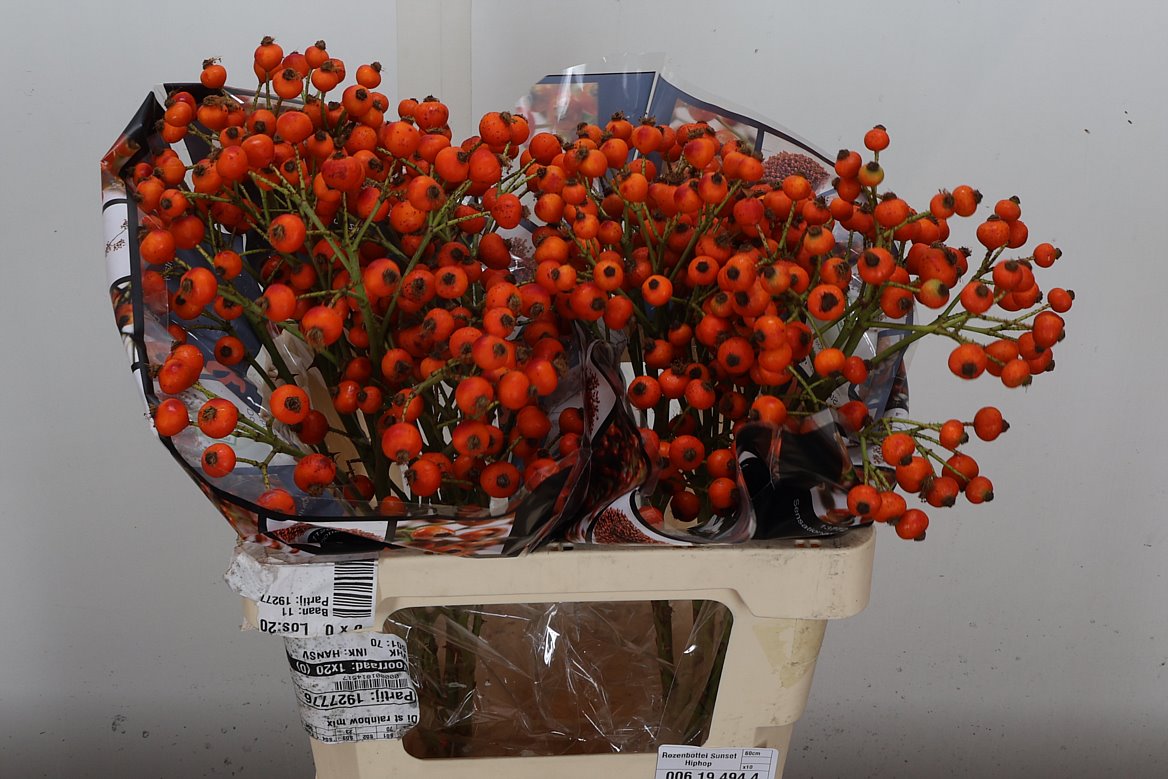 Rosa Hiphop Sunset 60cm