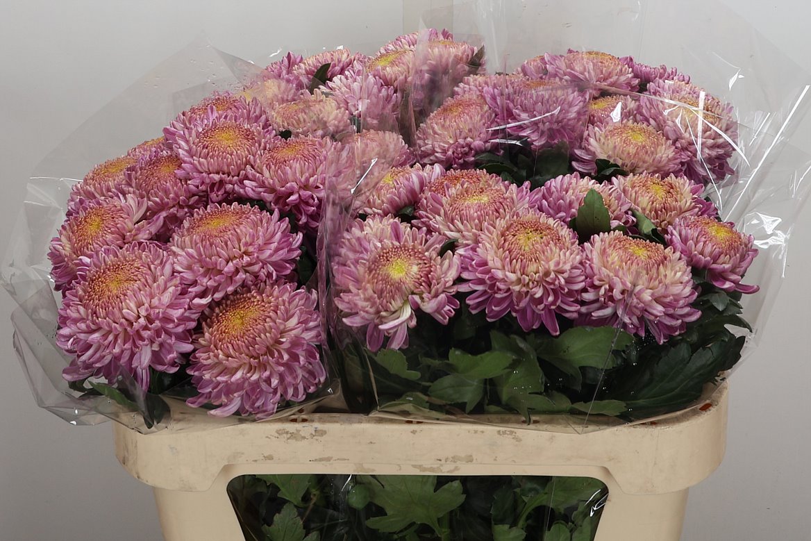 Chrysanth Single Bigoudi Pink 75cm 75gr.