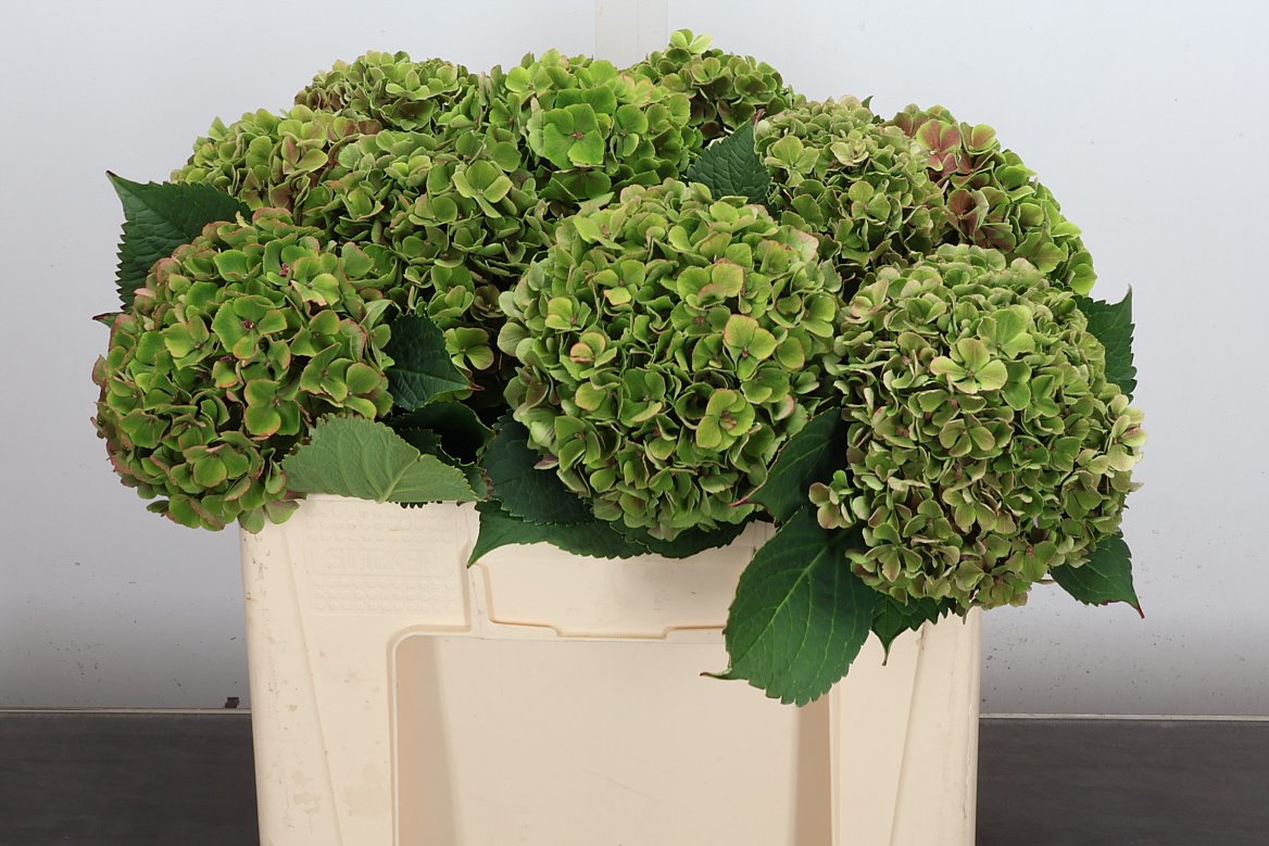 Hydrangea My Beautiful Rio Classic 50cm 15-17cm Hd