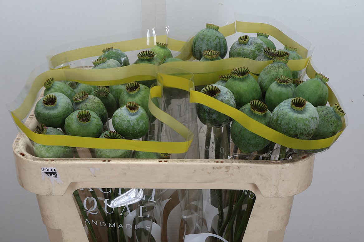 Papaver Somniferum Seedbox 65cm