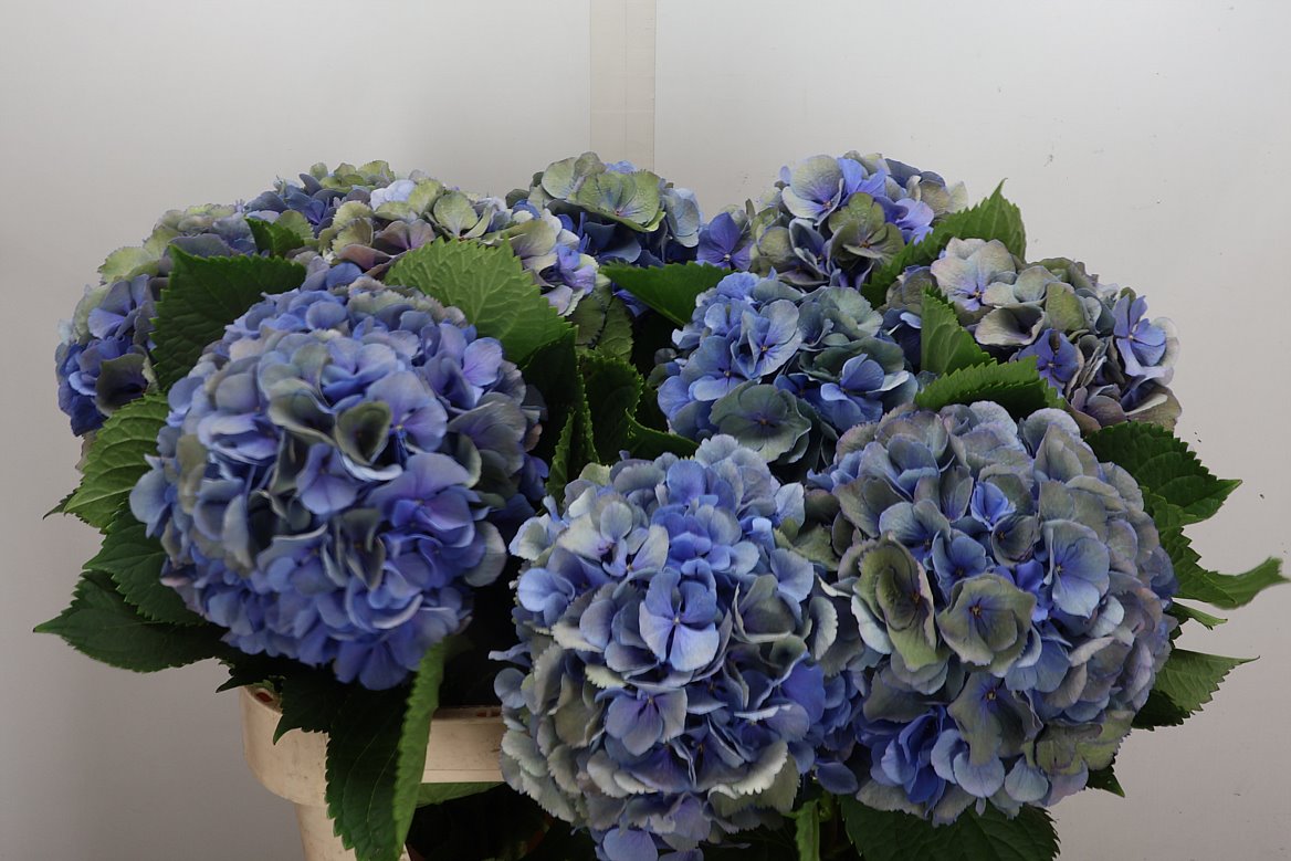 Hydrangea Elbtal Classic 80cm 18-20cm Hd
