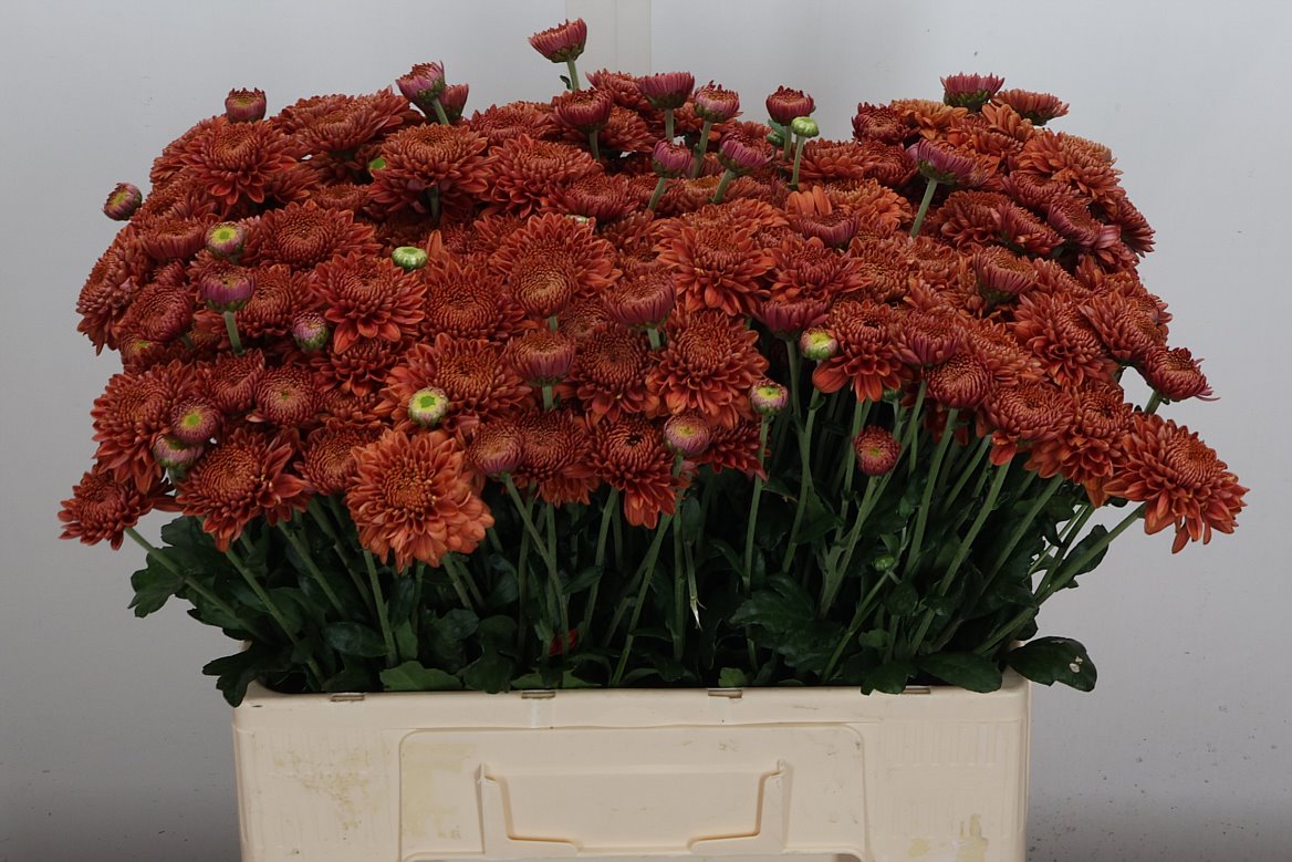 Chrysanth Spray Blenda Red 55cm 70gr.