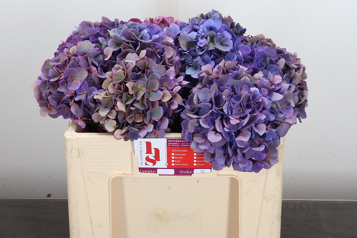 Hydrangea Royal Opera Classic 50cm 14-16cm Hd