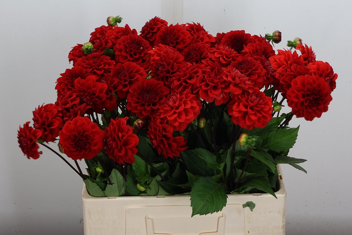 Dahlia Red Cap 55cm