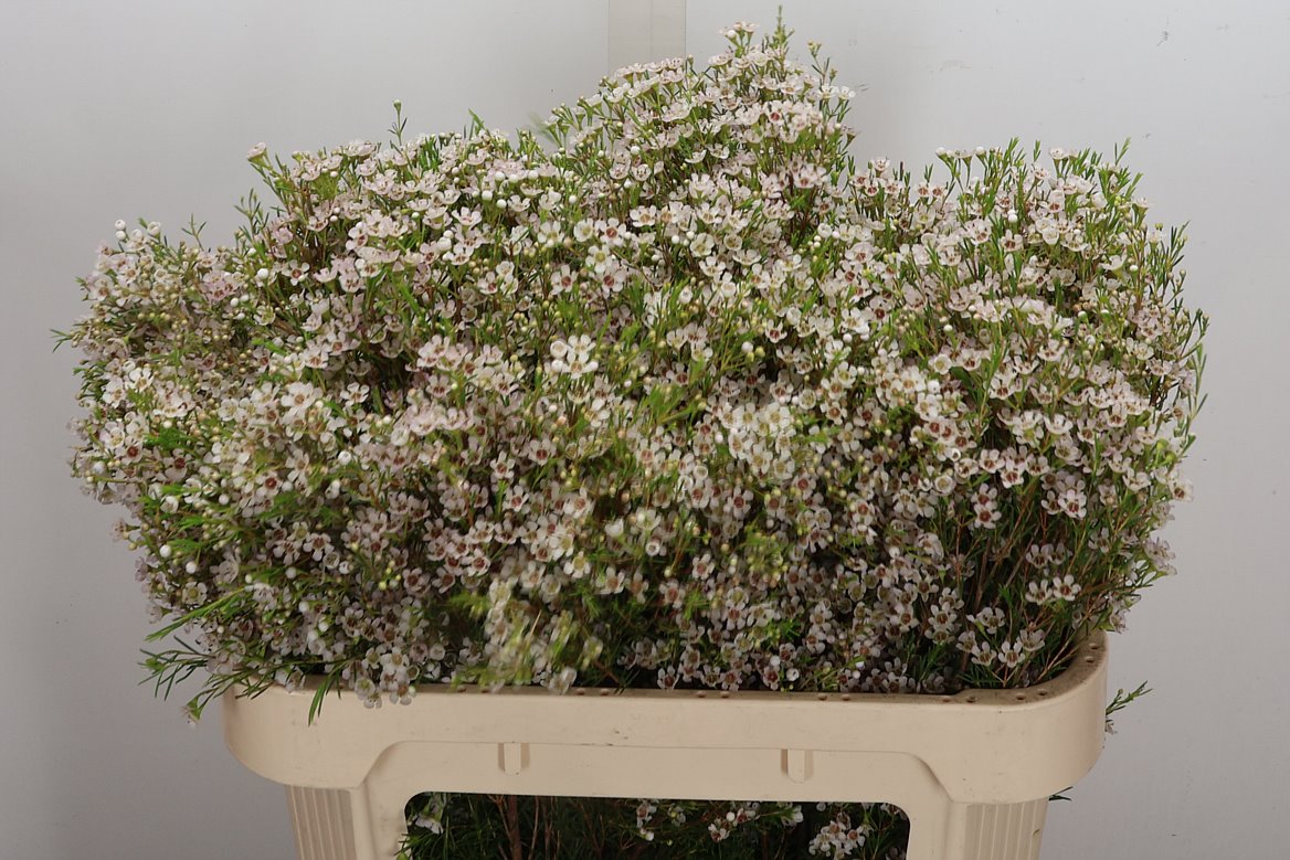 Chamelaucium Kiara 70cm 60gr.
