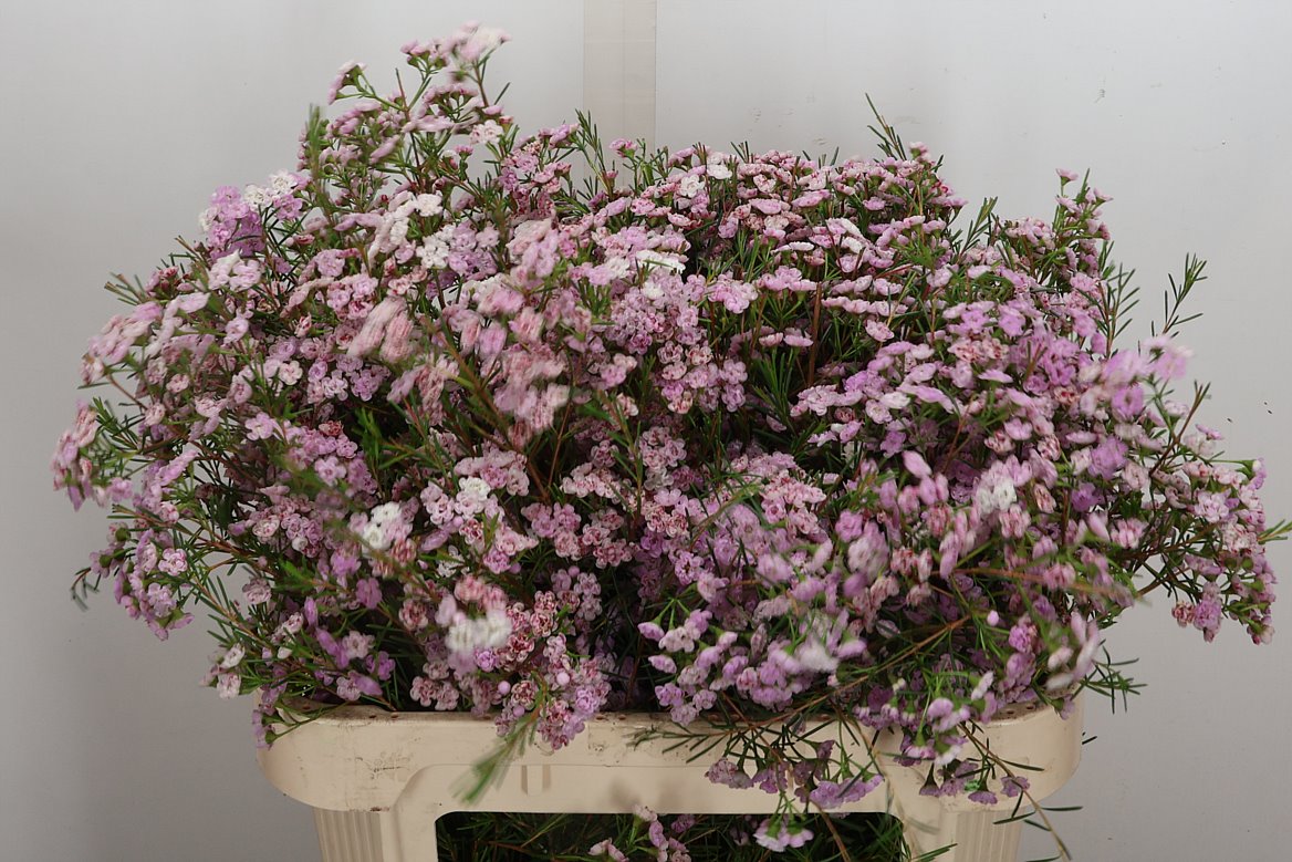 Chamelaucium Dancing Queen 70cm 45gr.