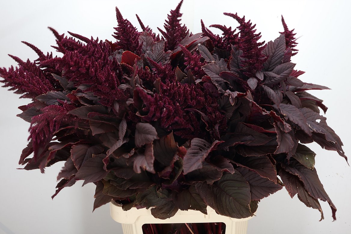 Amaranthus Cruentus Velvet 100cm