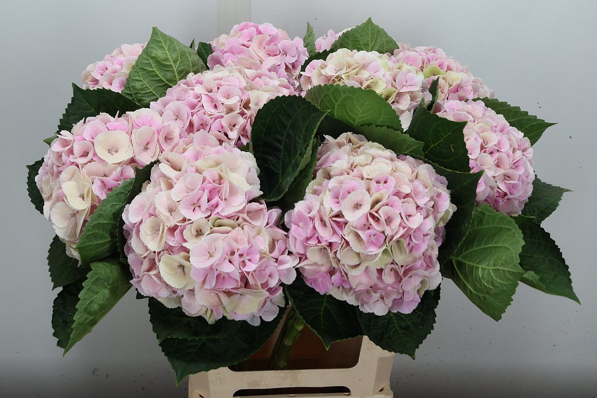 Hydrangea My Beautiful Matcha Classic 60cm 16-18cm Hd