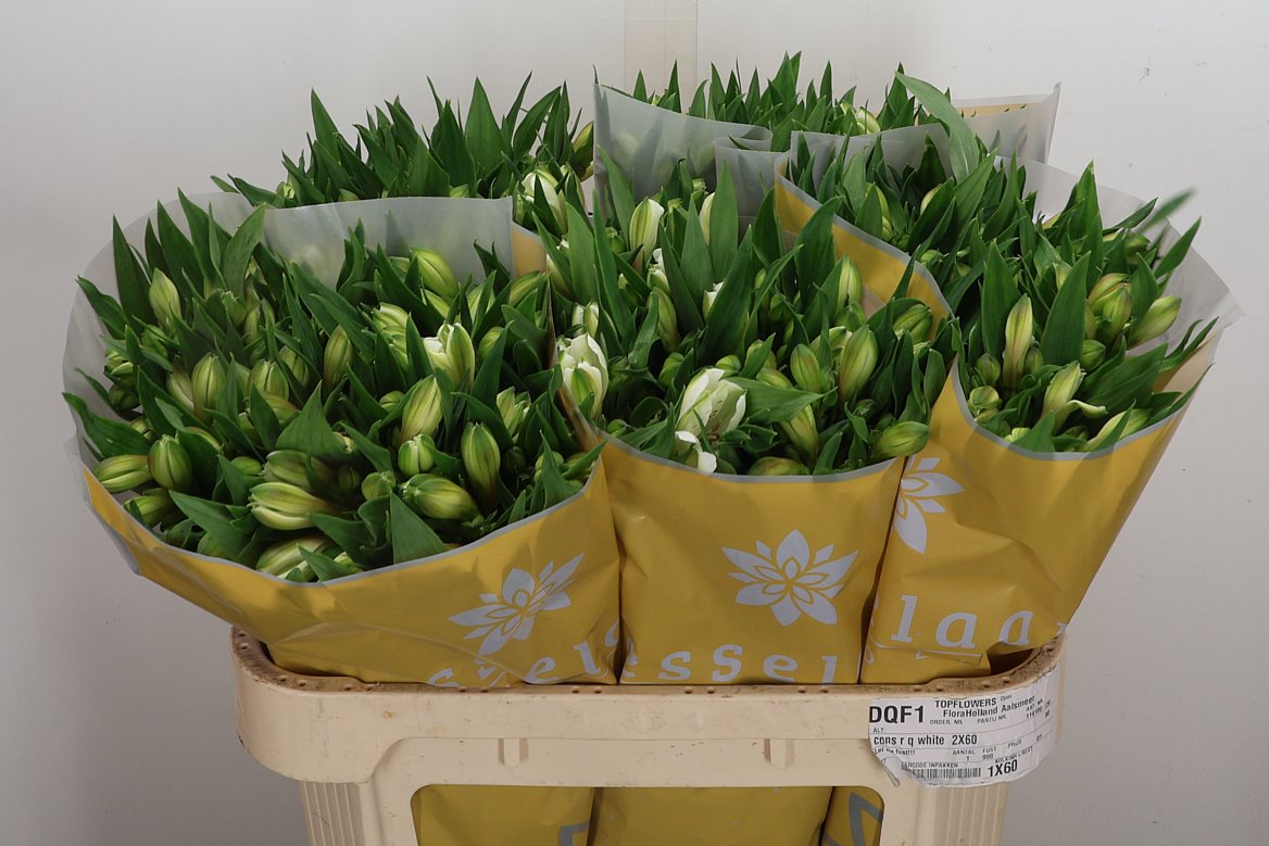 Alstroemeria White Swan 75cm 95gr.