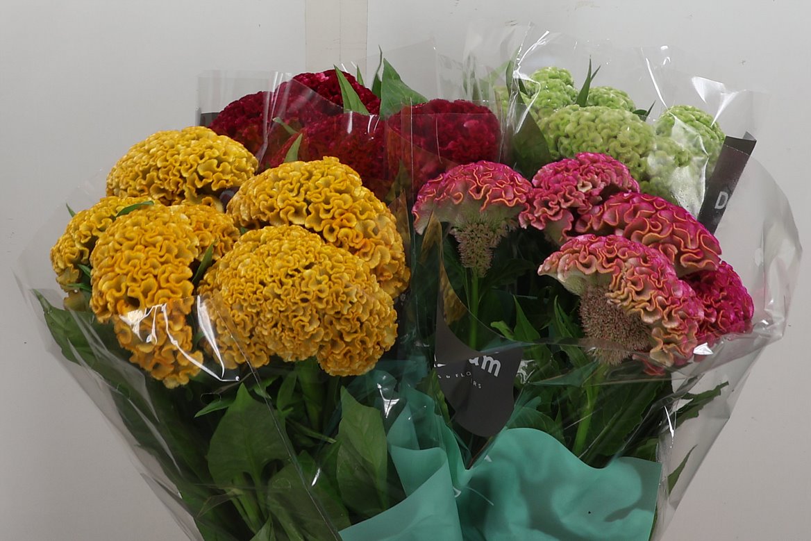 Celosia Mix 72cm