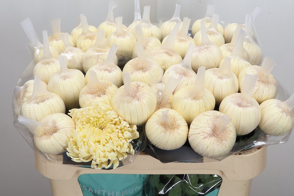 Chrysanth Single Elbrus White 70cm 100gr.
