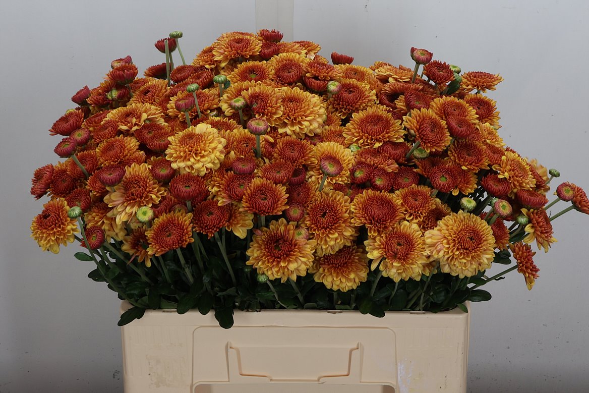 Chrysanth Spray Bella 60cm 50gr.