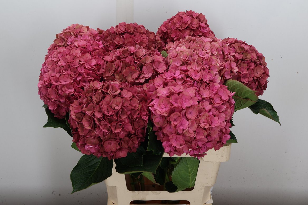 Hydrangea Royal Anastasia Classic 60cm 13-15cm Hd