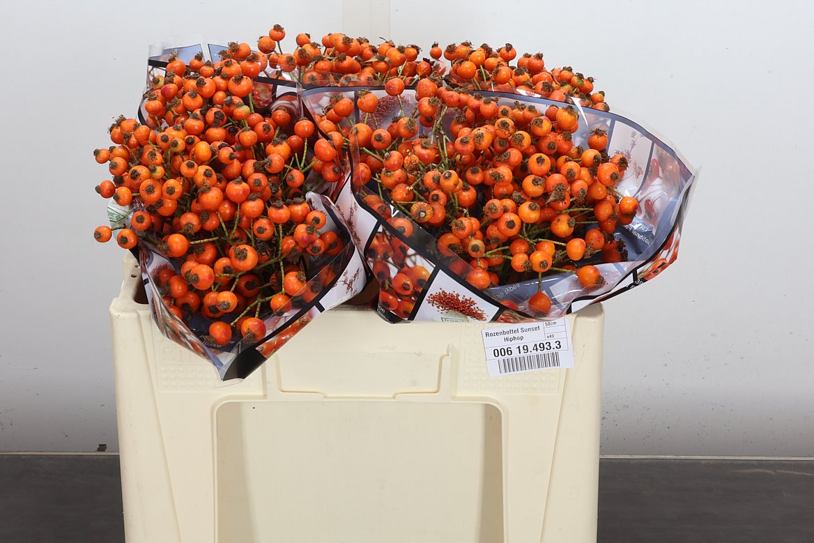 Rosa Hiphop Sunset 50cm