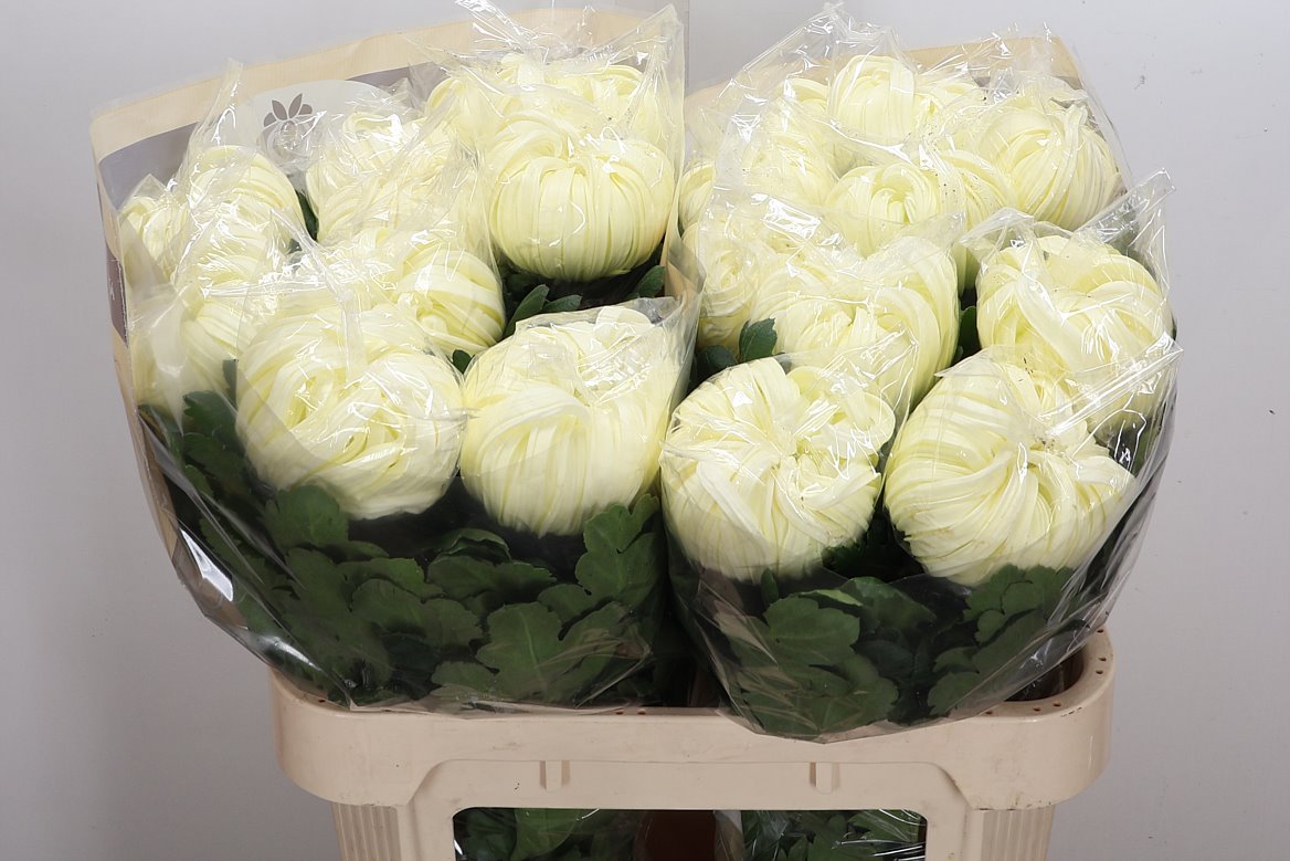 Chrysanth Single Fred Shoesmith 80cm 160gr.
