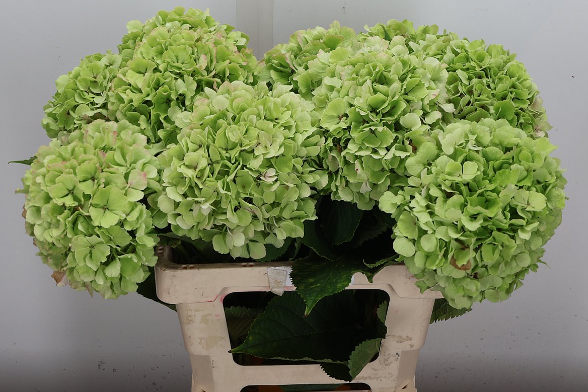 Hydrangea Verena Classic 60cm 20-22cm Hd