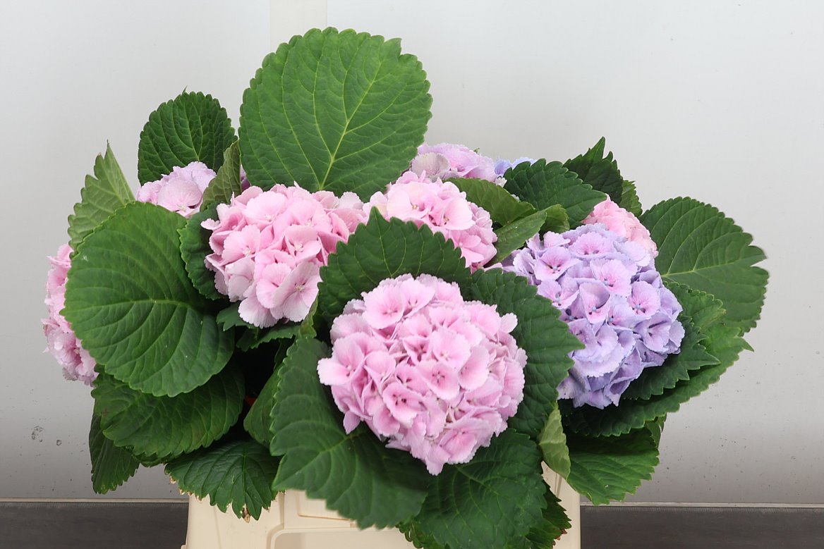 Hydrangea Lolly Pop Pink 40cm 10-12cm Hd
