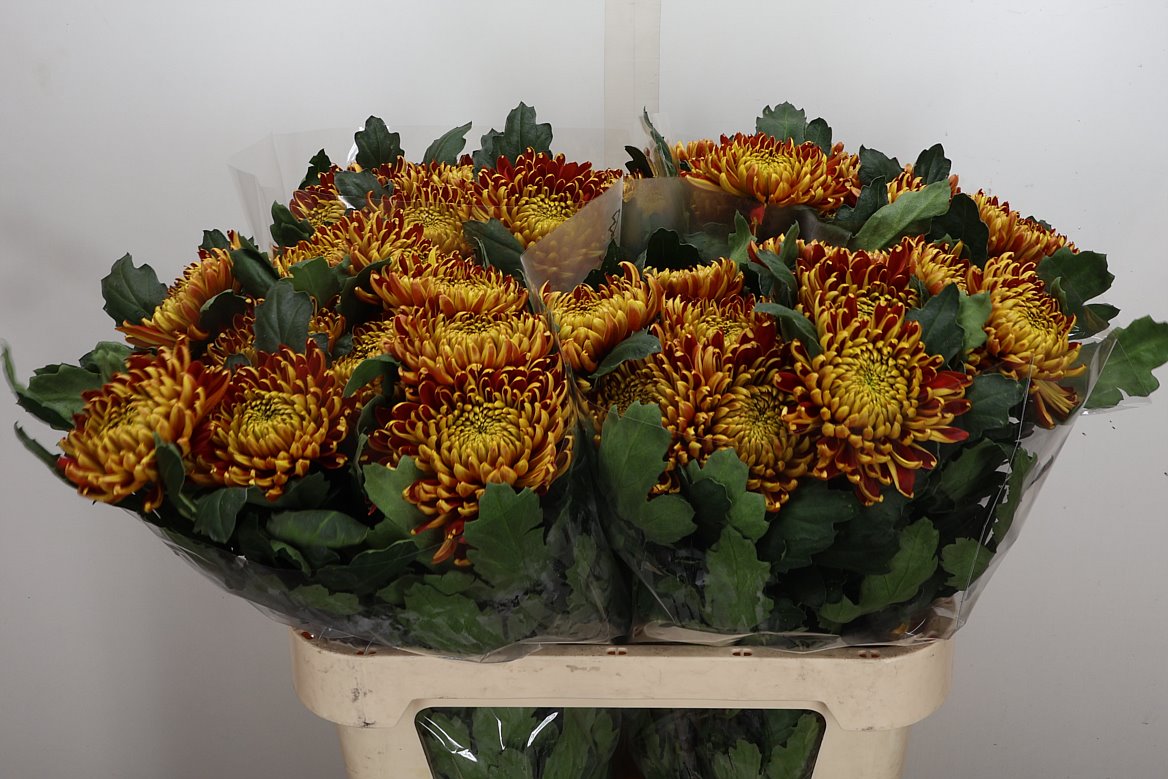 Chrysanth Single Fuego 80cm 95gr.