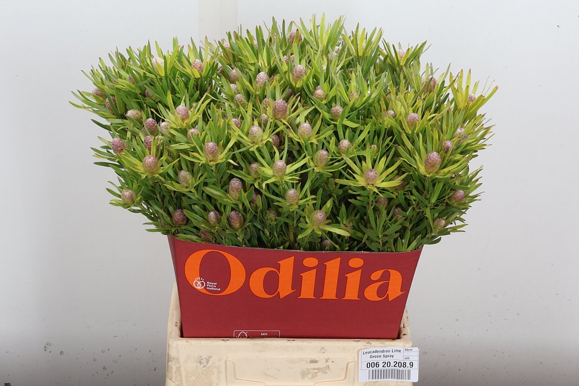 Leucadendron Lime Green 50cm